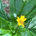 Sphagneticola trilobata Flower