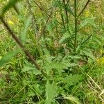 Verbena officinalisLeaf