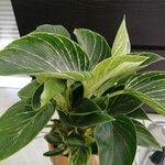 Calathea sanderiana Blad