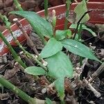 Ruellia brevifolia Blad