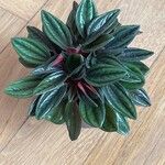 Peperomia caperata Φύλλο