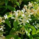 Trachelospermum jasminoidesKwiat