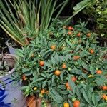 Solanum pseudocapsicum Leaf