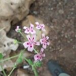 Pelargonium echinatum Flor