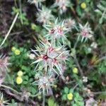 Trifolium stellatum Fiore