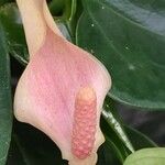 Anthurium spp. Fleur