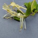 Lonicera japonica Flower