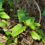 Scrophularia californica Leaf