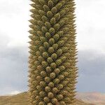 Puya raimondii Kukka