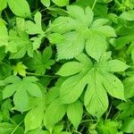 Humulus scandens برگ