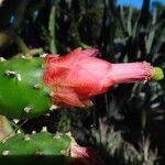 Opuntia cochenillifera 花