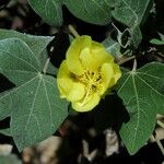 Gossypium tomentosum Kvet