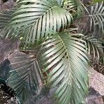 Chamaedorea radicalis Hoja