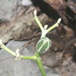 Cnidoscolus megacanthus