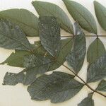Inga rubiginosa Leaf