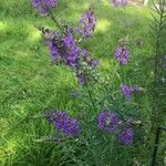 Linaria purpurea Blomst