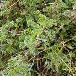 Artemisia alba Likasa