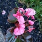 Begonia cucullata Floare