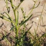 Atriplex littoralis Foglia