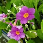 Primula bulleyana Flower
