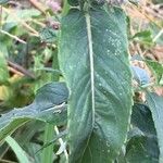 Mentha longifolia Leaf