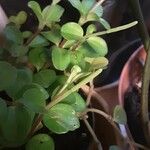 Peperomia rotundifolia 整株植物