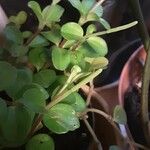 Peperomia rotundifolia Hábito