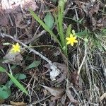 Hypoxis hirsuta Foglia