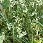 Galium mollugo Агульны выгляд