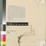 Microcharis brevistaminea Otro