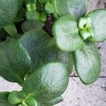 Crassula multicava Лист