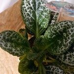 Episcia cupreata ᱥᱟᱠᱟᱢ
