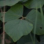 Neustanthus phaseoloides पत्ता
