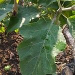 Solanum melongena Fuelha