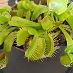 Dionaea muscipula Folha