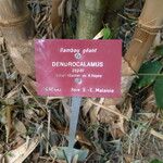 Dendrocalamus asper Beste bat