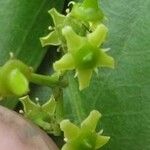 Zinowiewia integerrima Flor