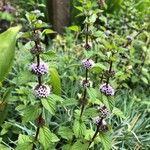 Mentha arvensis 花