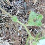 Malva hispanica Corteza