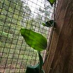 Smilax rotundifolia Leaf