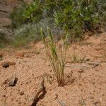 Festuca octoflora عادت