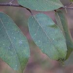 Ficus sur Hoja