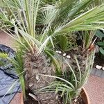 Chamaerops humilisLeaf