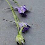 Delphinium consolida Flower