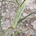 Cyathoselinum tomentosum Leaf