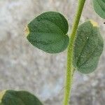Cleome droserifolia Leaf