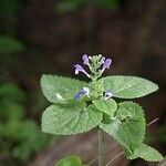 Scutellaria ovata Habit