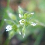 Cerastium glomeratumFloro