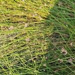 Cyperus laevigatus Hoja