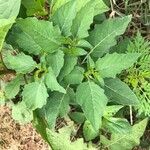 Physalis angulata Fuelha